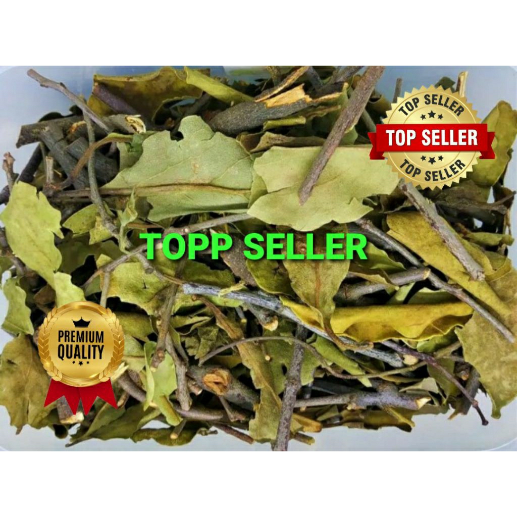 

Benalu Belimbing Wuluh 1000 Gram ranting dan daun Kwalitas Terbaik