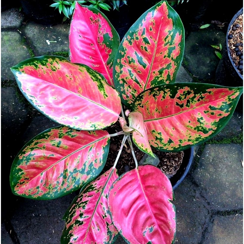 Tanaman Hias Kochin Paramuay / Bunga Hias Kochin Paramuay / Bunga Hidup