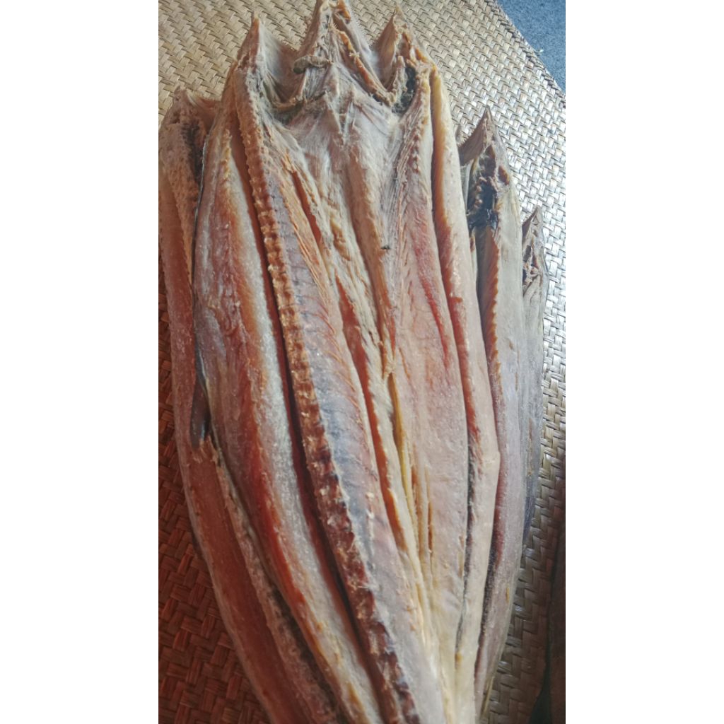 

telang tengiri asli tabanio