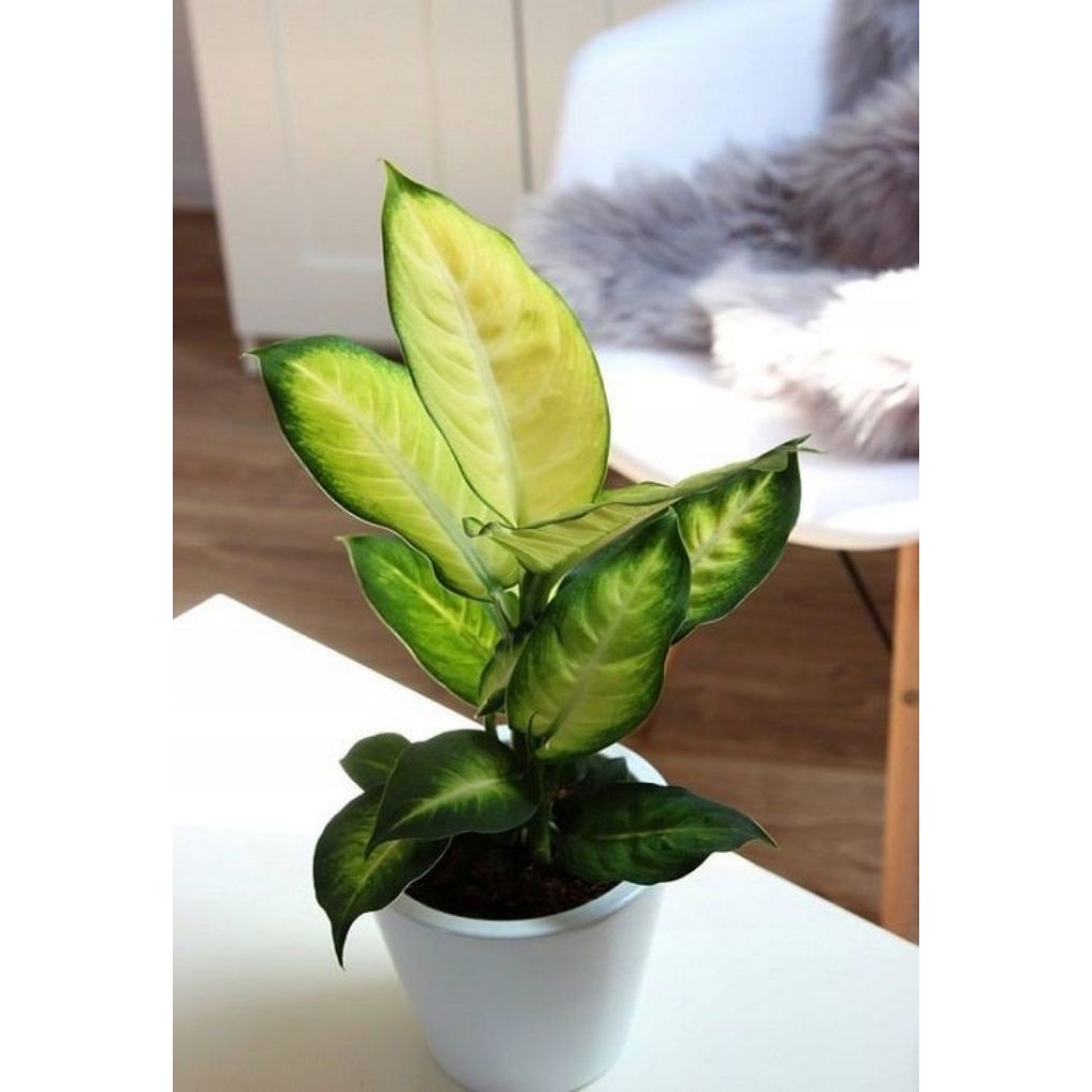Baymarkeet Aglonema Rimbun//Diven Tisue Gold Cocok Untuk Hiasan Ruangan Indor Dan Outdor