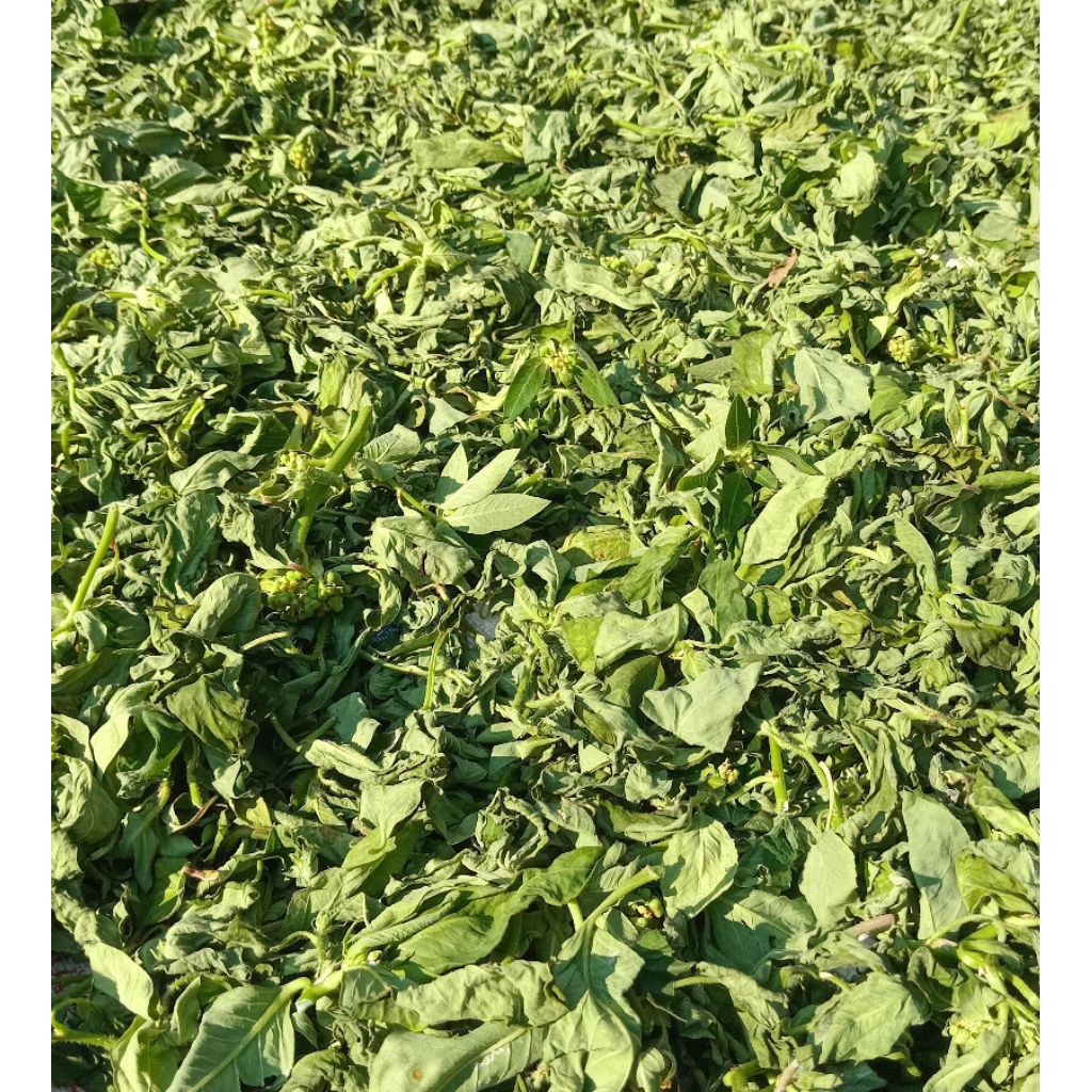 

Jual daun katemas ataw sena kering kuwalitas bagus 100 g