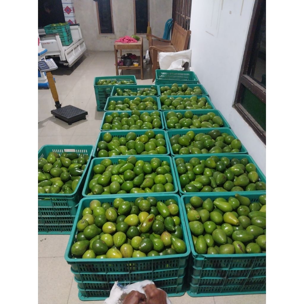 

Alpukat mentega asli boyolali