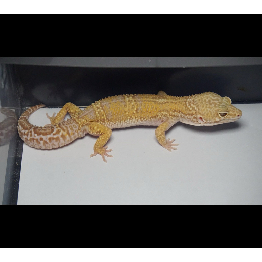 Mainan Anak - Leopard Gecko Macksnow Tremper Het Eclipse Line BN