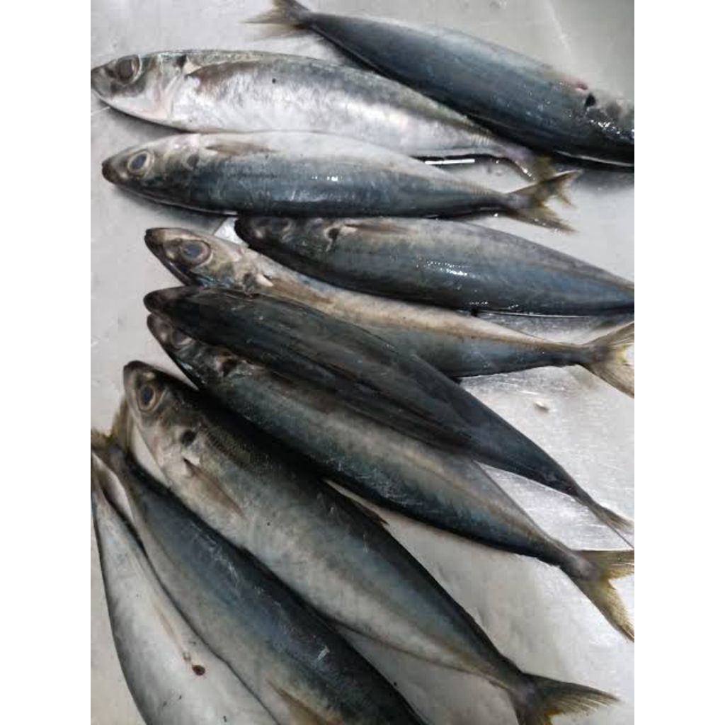 

Ikan Dencis Fresh (Ikan Segar)