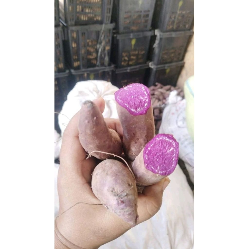 

ubi ungu simadu cilembu