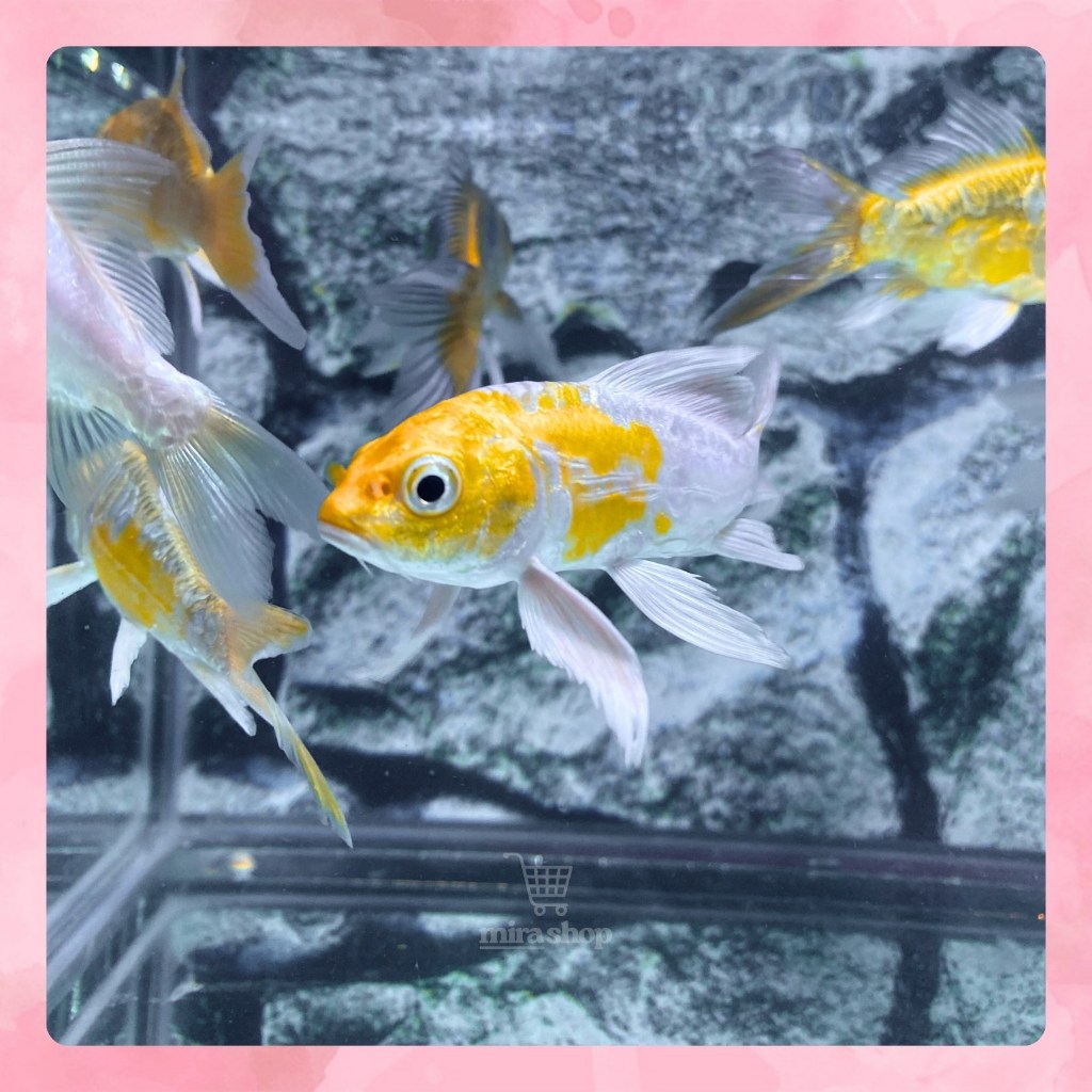 KOI METALIK SLAYER / KOI METALIK EKOR KUMPAY