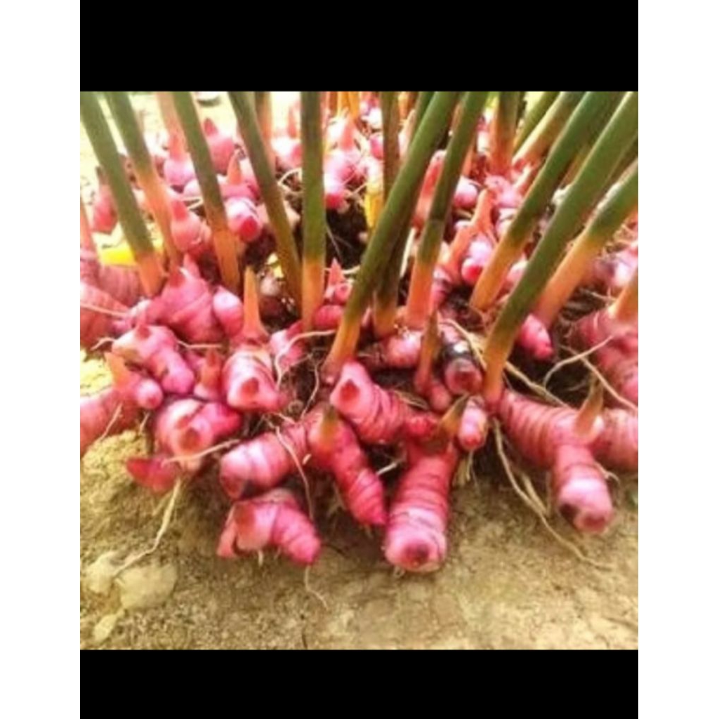 

Lengkuas Merah 1kg Laos Merah Laja Merah Laza Merah Termurah