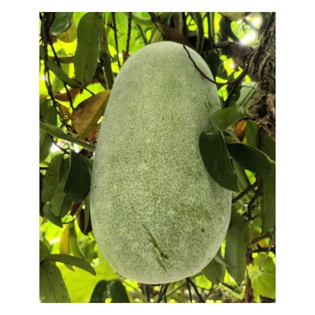 

buah bligo atau buah kundur atau winter melon 3- 3,7 kg (bergaransi)