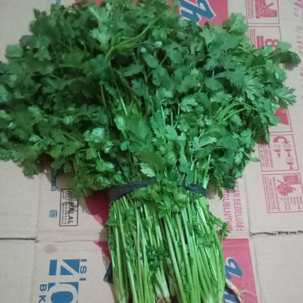 

Cilantro / Daun Ketumbar sayur segar per ikat