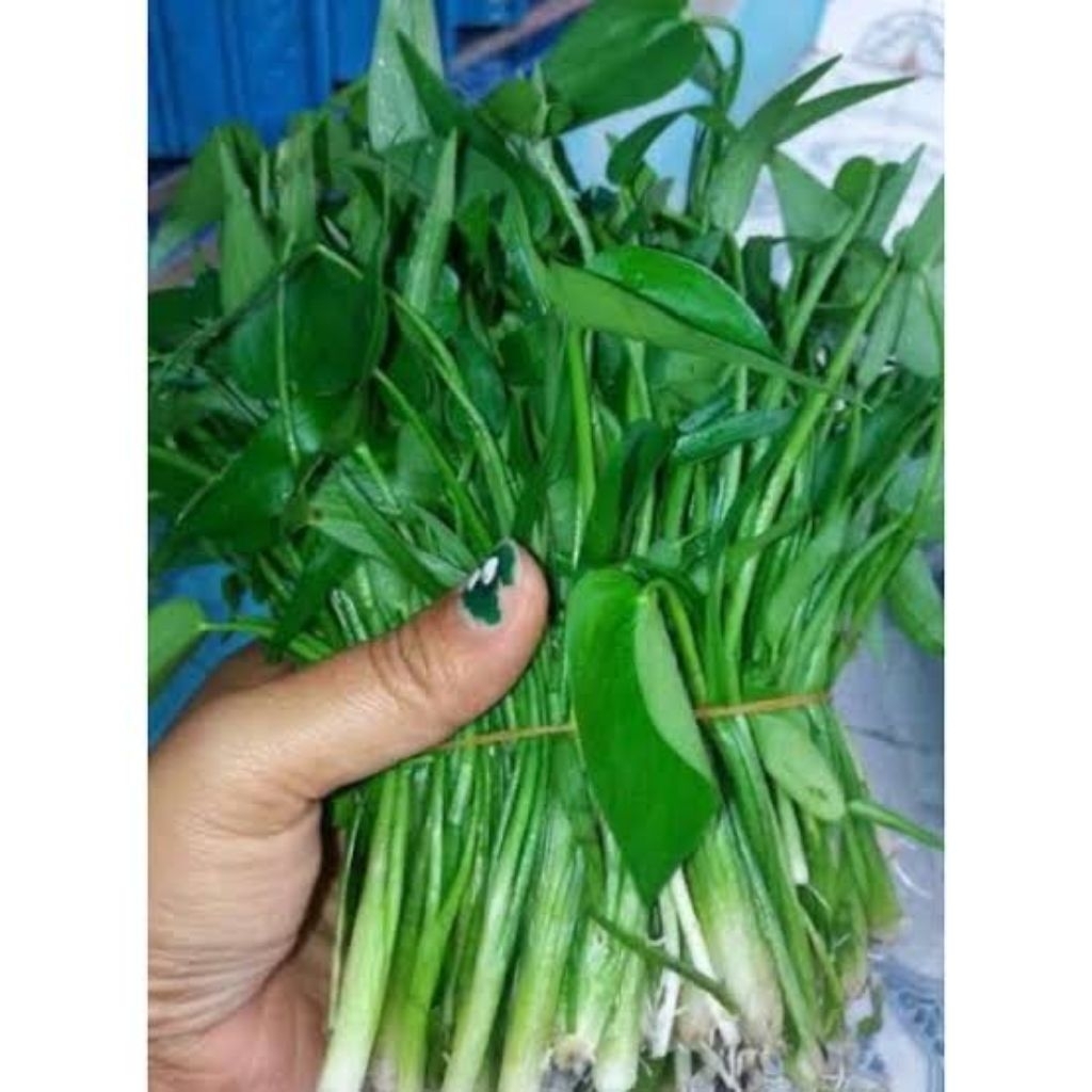 

sayur lalapan eceng sawah segar langsung petik jika ada orderr