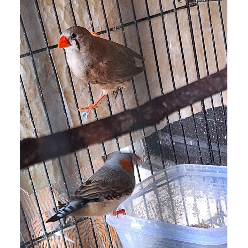 zebra finch holland sepasang