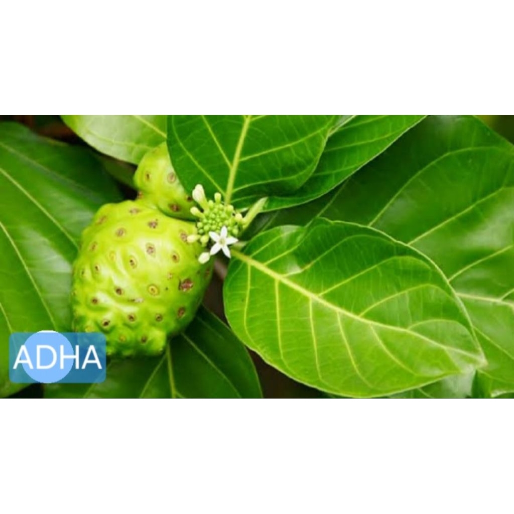 

Daun mengkudu muda fresh daun pace perdaun