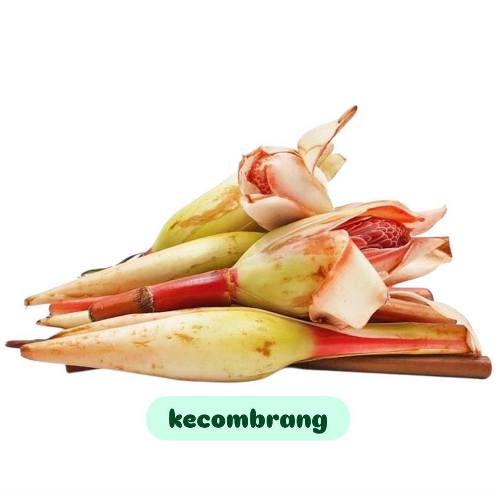 

Kecombrang fresh 1pcs