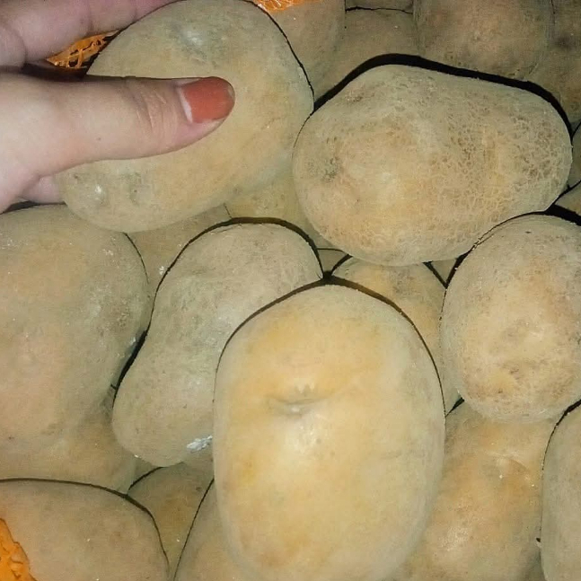 

kentang segar dan fress(500 gram dan 1000 gram) dengan harga terjangkau