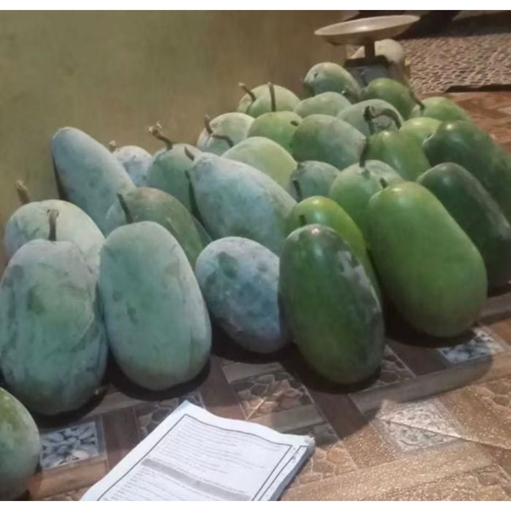 

[ PAKET 3 - 3,5 KG ] BUAH BLIGO / BUAH KUNDUR / WINTER MELON