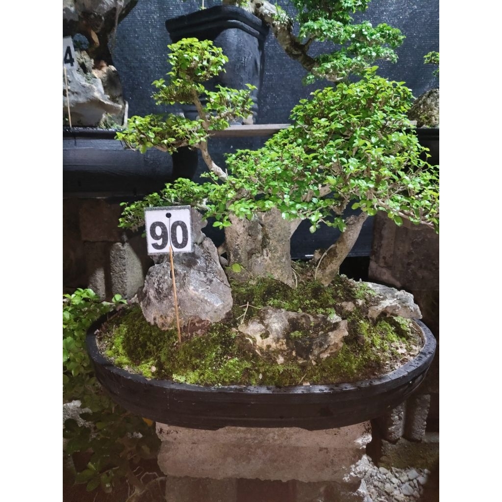 Bonsai Serut Ukuran Medium