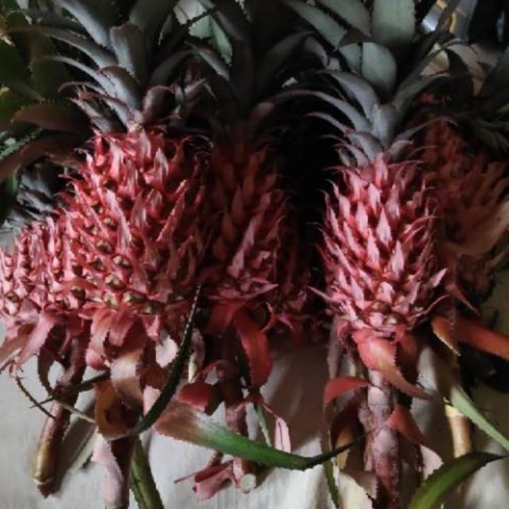 

Nanas hutan nanas Merah muda segar obat herbal privasi