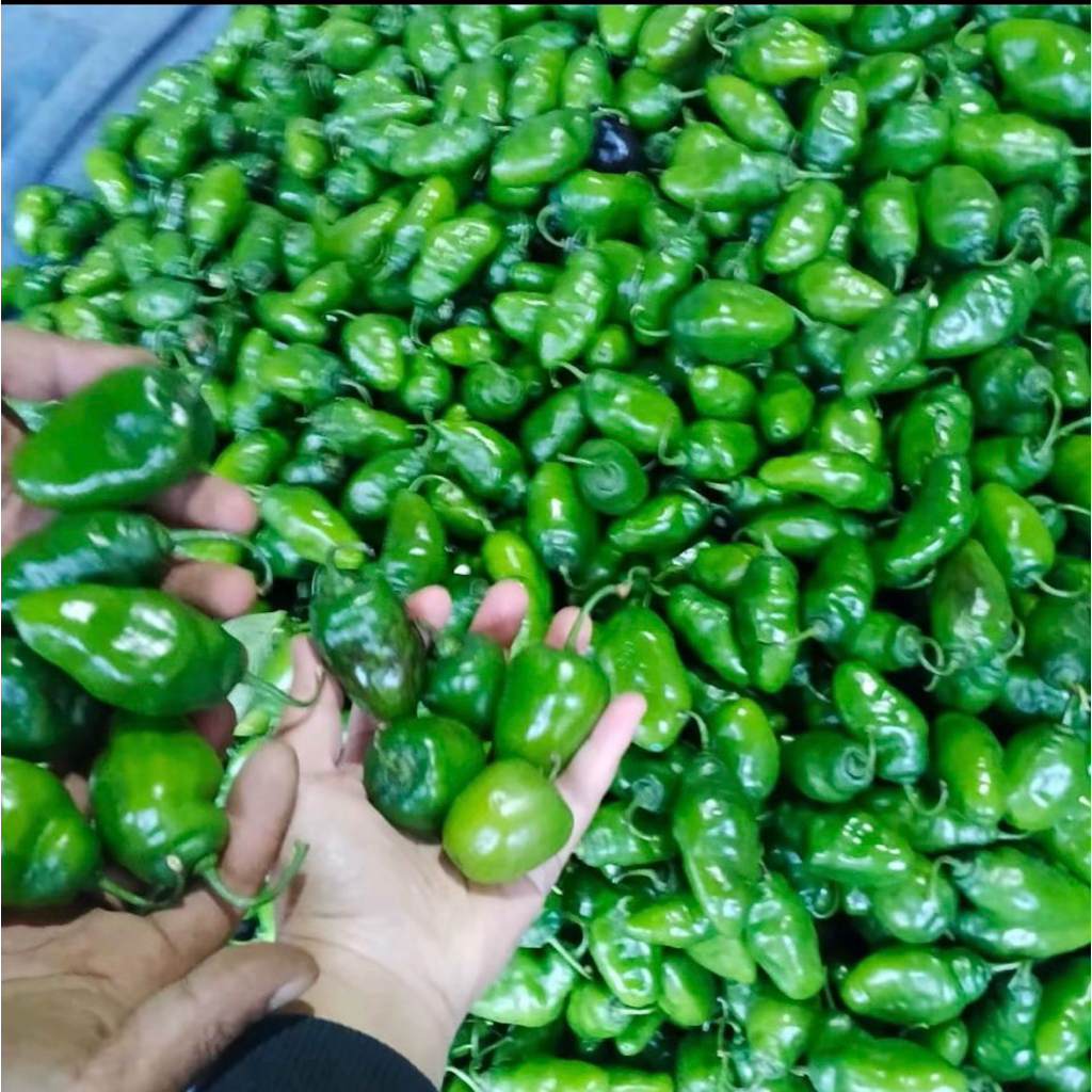 

Cabe gendot seger langsung dari petani