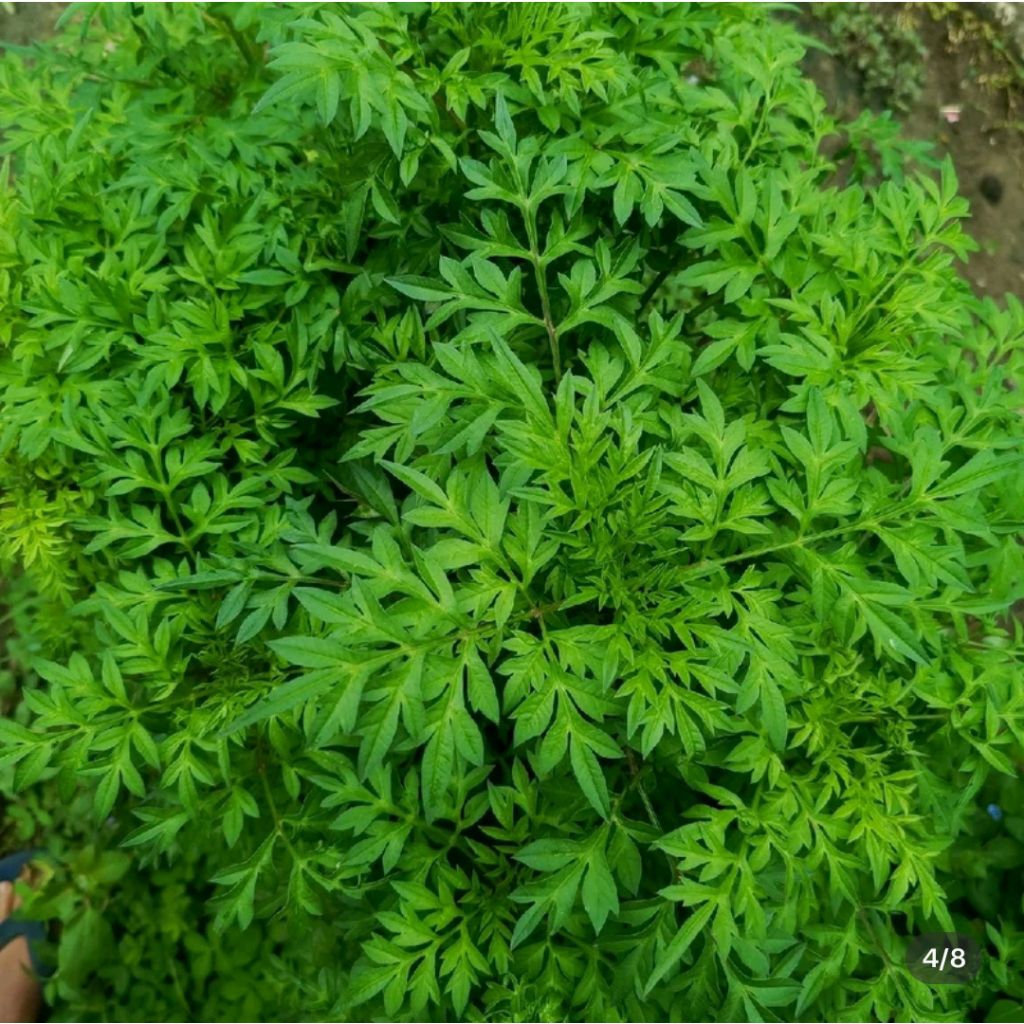 

Sayuran daun kenikir segar 250 g