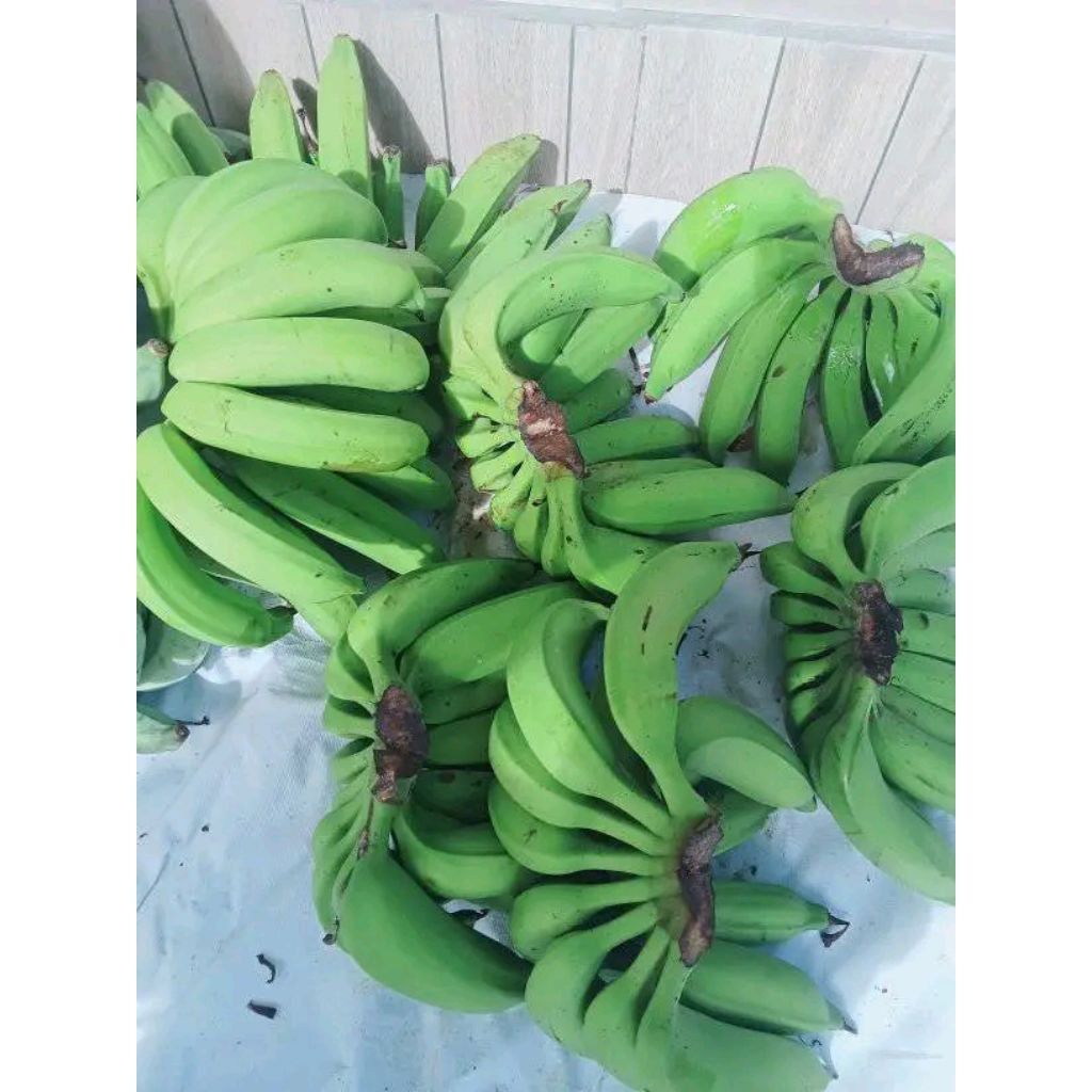 

PROMO!! PAKET 3 BIBIT PISANG NANGKA