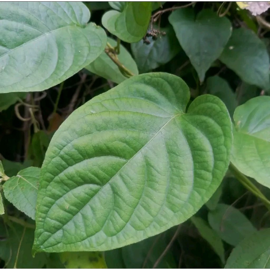 

Daun sembukan / kentutan 250 g