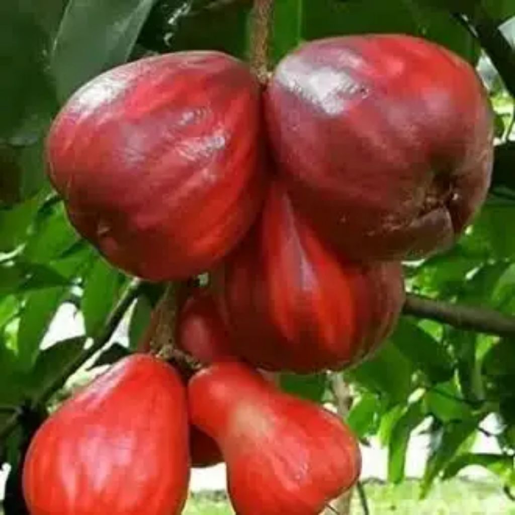 

Jambu Diponirmolo 1 Kg