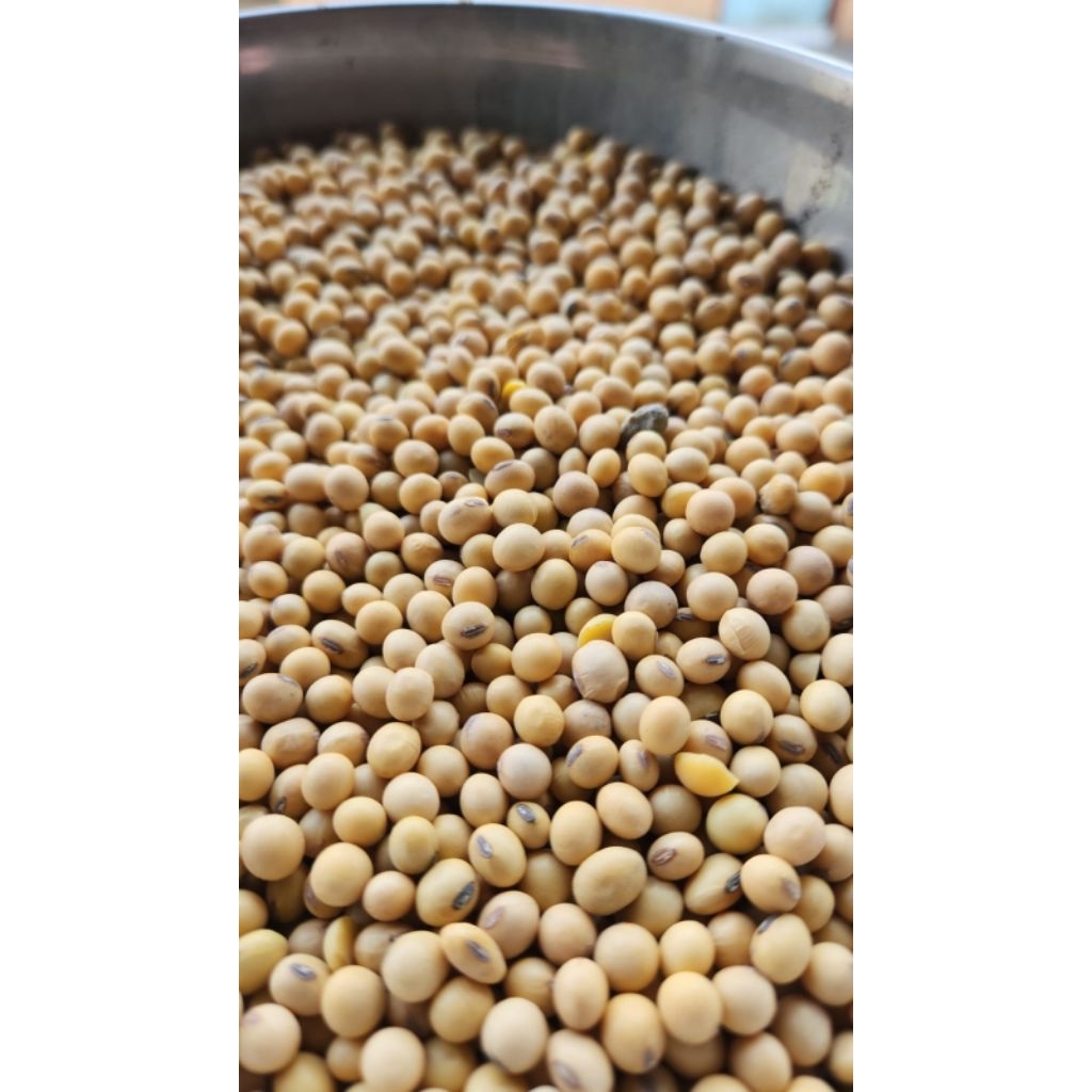 

KEDELAI IMPOR 250 GRAM