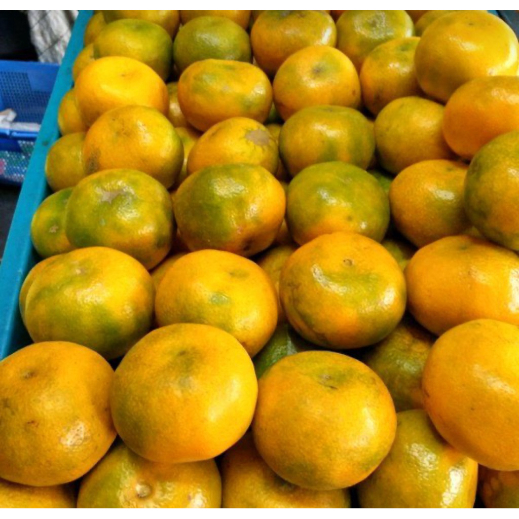 

JERUK BRASTAGI per 1 KG READY PEKANBARU