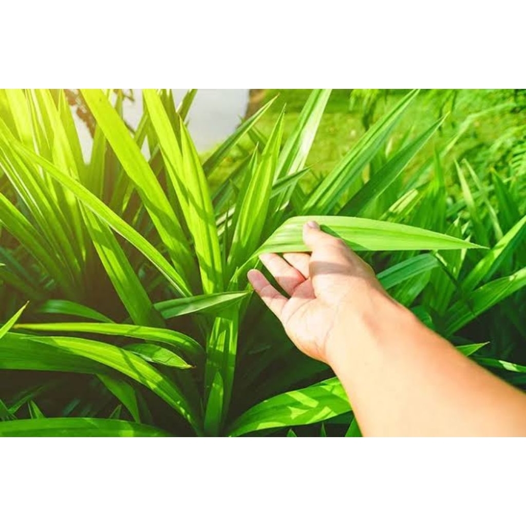 

Daun Suji Fresh / Segar Langsung Di Petik Dari Pohon / Daun Tanaman Suji Segar Untuk Herbal