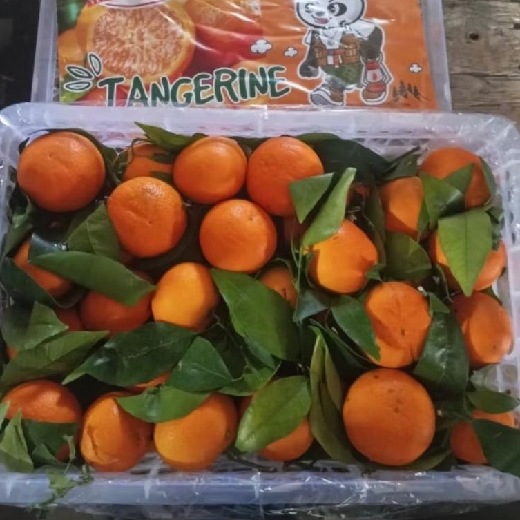 

JERUK WOGAM DAUN 1 KERANJANG 9kg