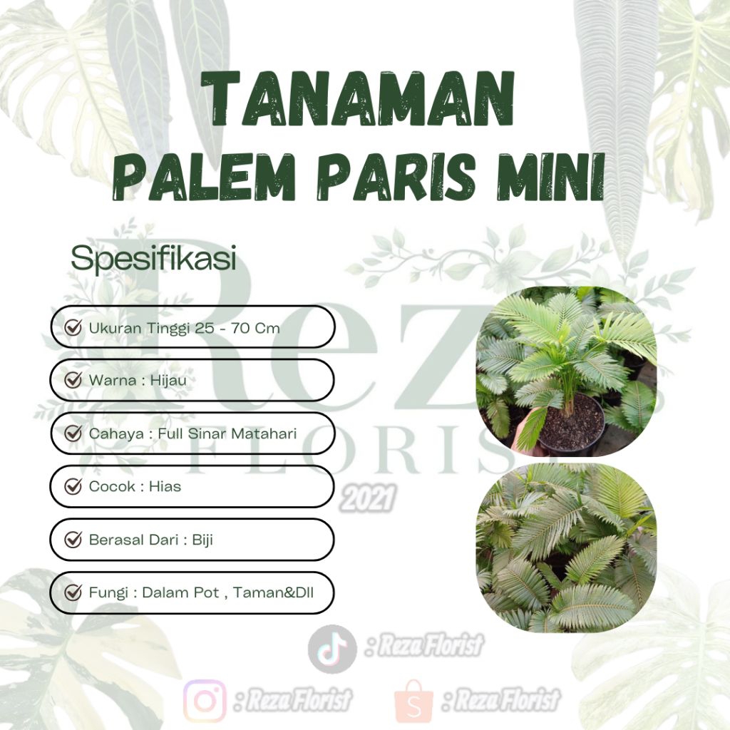 Tanaman Hias Pohon Palem Paris Mini