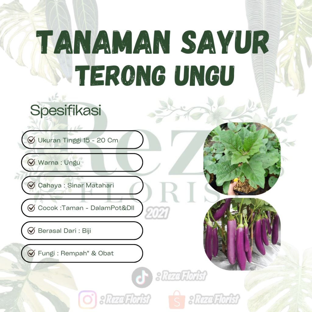 Bibit Tanaman Sayur Terong Ungu / Terong Ungu Panjang