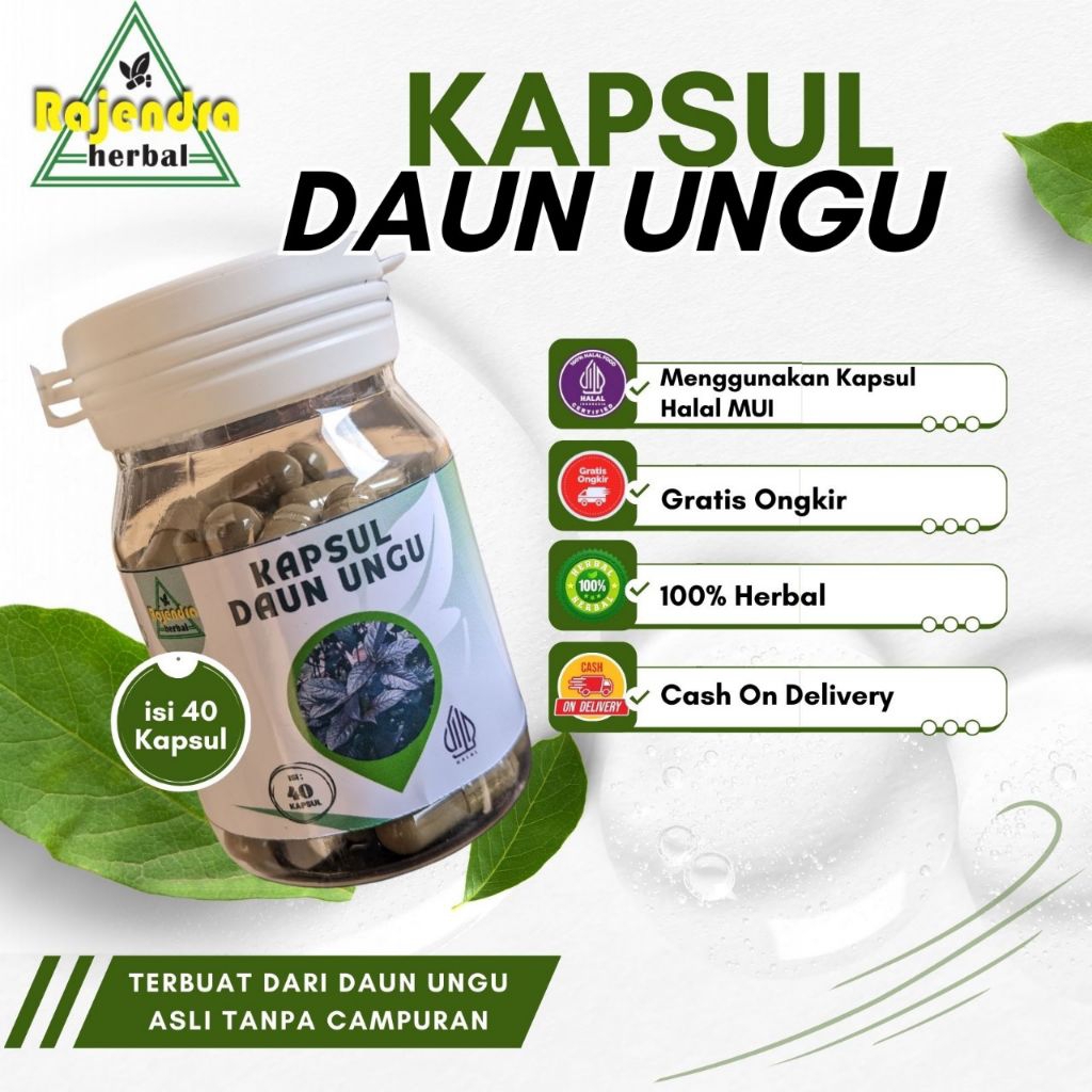 Kapsul Bubuk Daun Ungu || 100% herbal alami