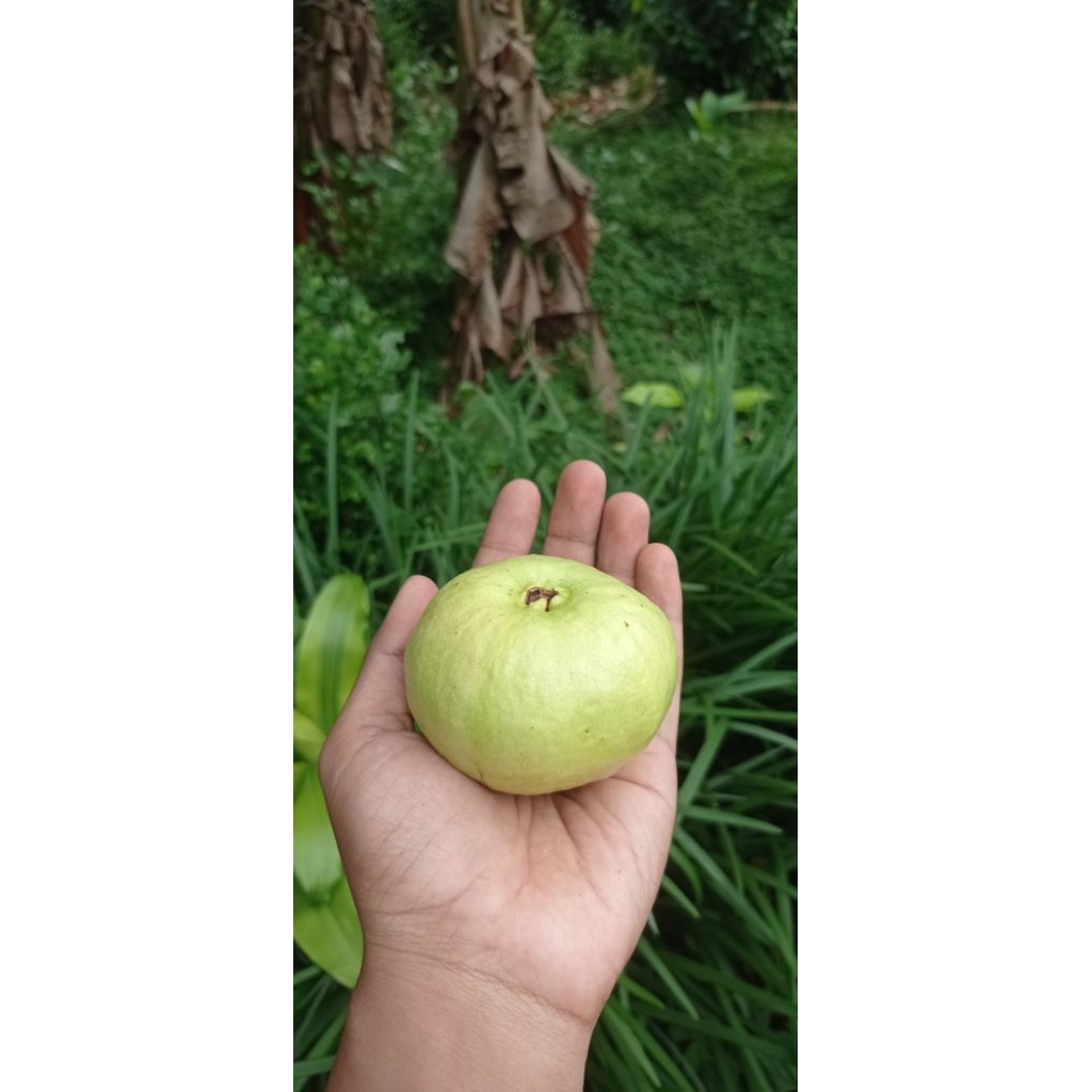 

Jambu kristal 1kg enak bervitamin
