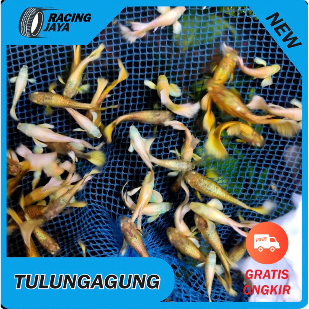 GUPPY SUPER GOLD PAKET HEMAT 10 EKOR