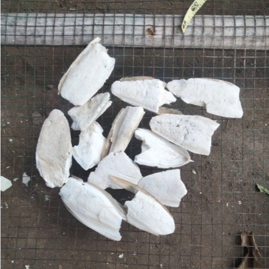 Tulang Sotong patah patahan pecah untuk bubuk sotong sumber kalsium untuk burung lovebird sulcata ge