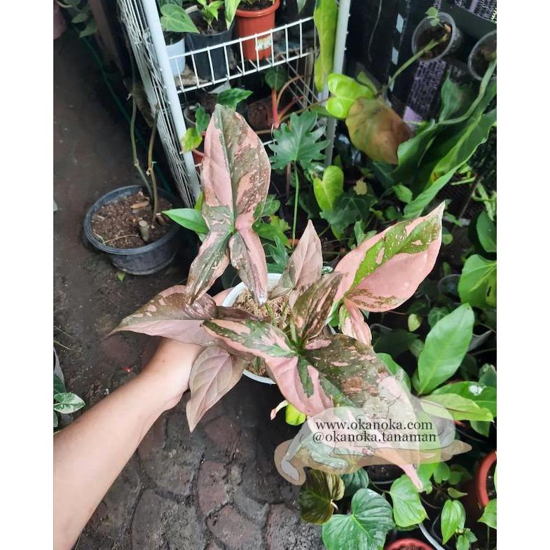 syngonium pink splash dark form