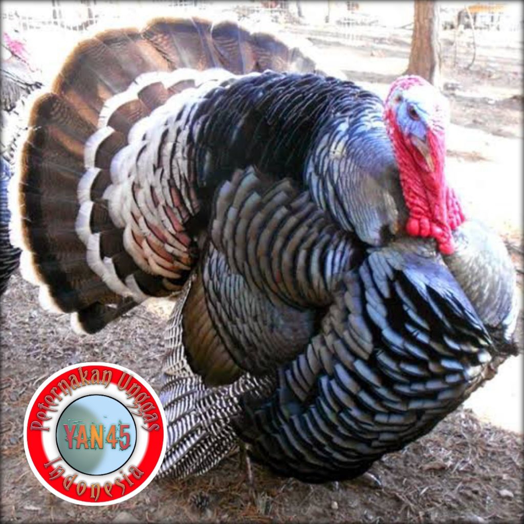 Ayam Kalkun Dewasa | Ayam Kalkun Jantan | Kalkun | Ayam Hias | Yan45