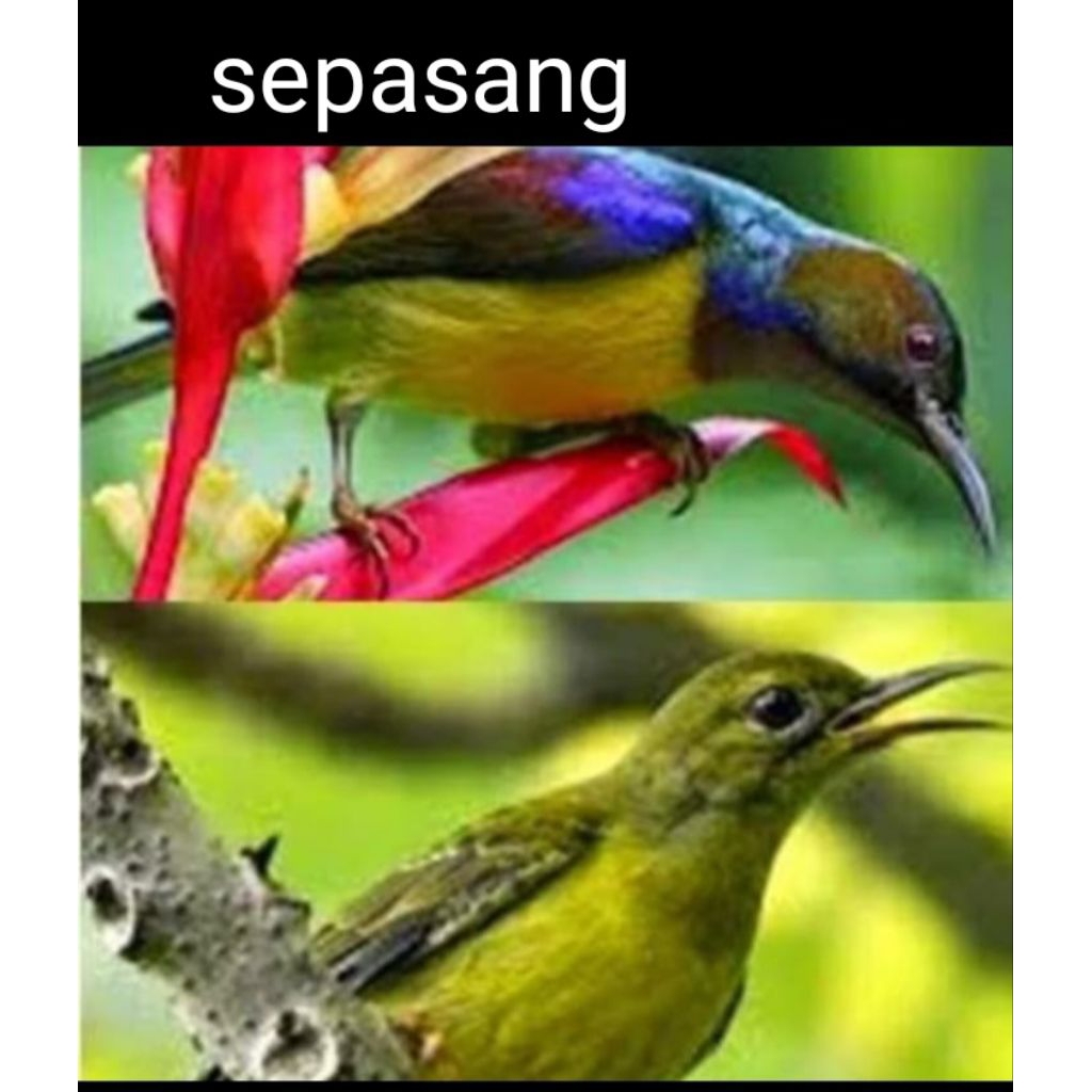 brid korlap/Kolibri.kelapa
