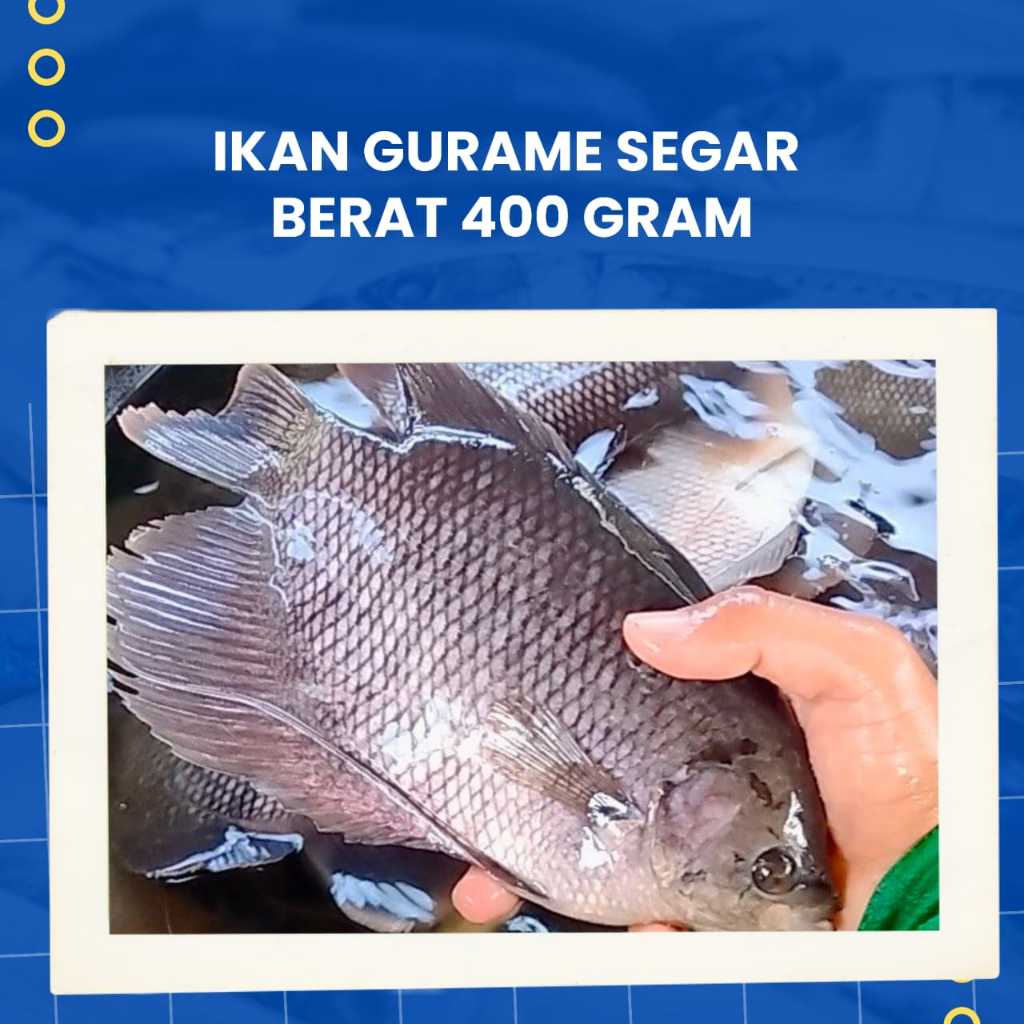

Ikan Gurame / Ikan Gurami Fresh Siap Masak