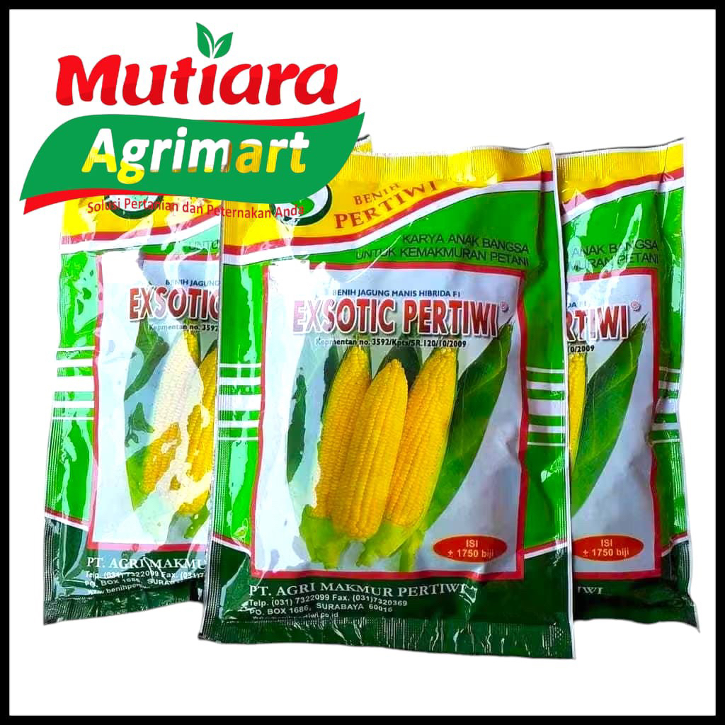 BIBIT JAGUNG MANIS EXOTIC