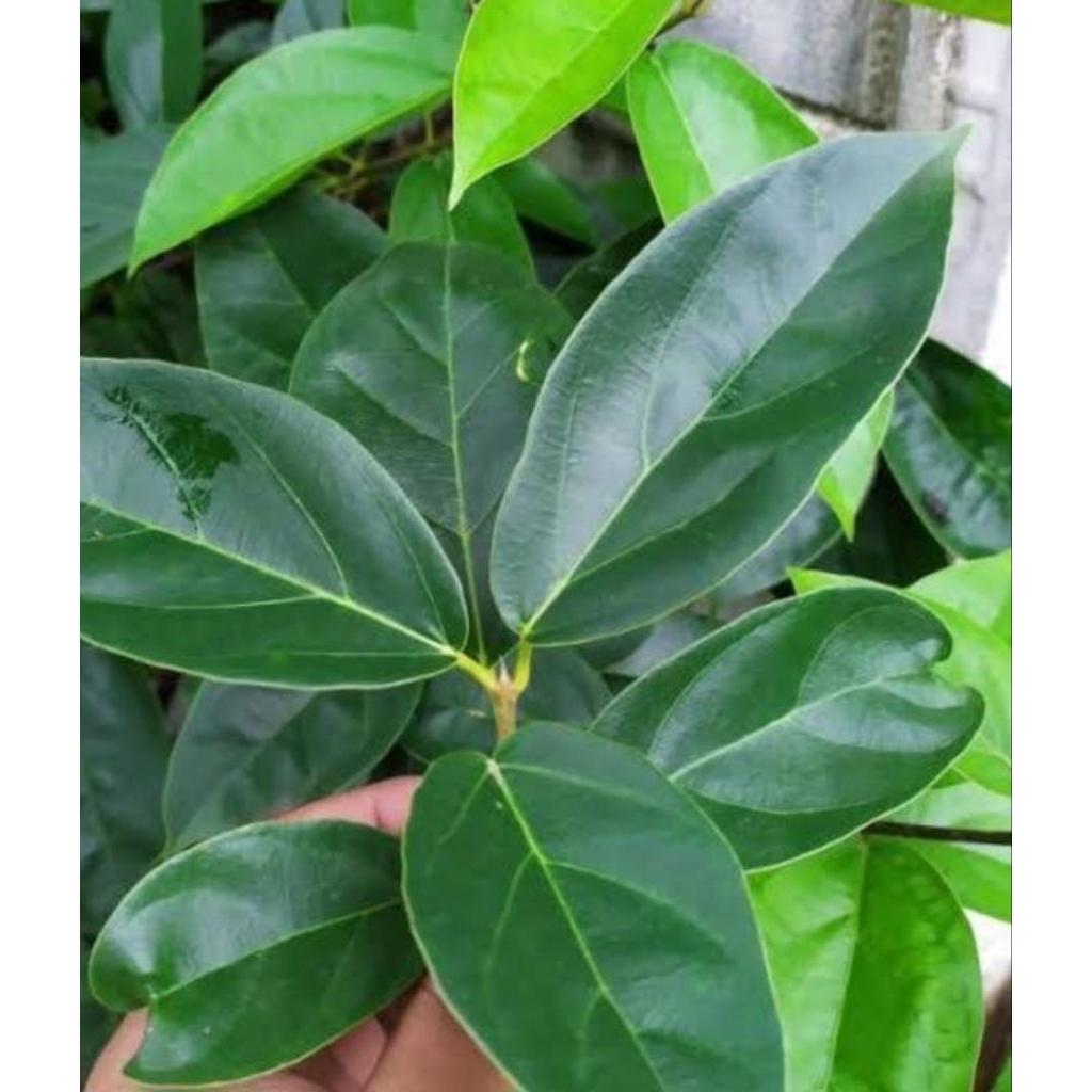 

DAUN CINCAU SEGAR ALAMI PETIK LANGSUNG UNTUK BAHAN JELI BERKUALITAS 1 KG