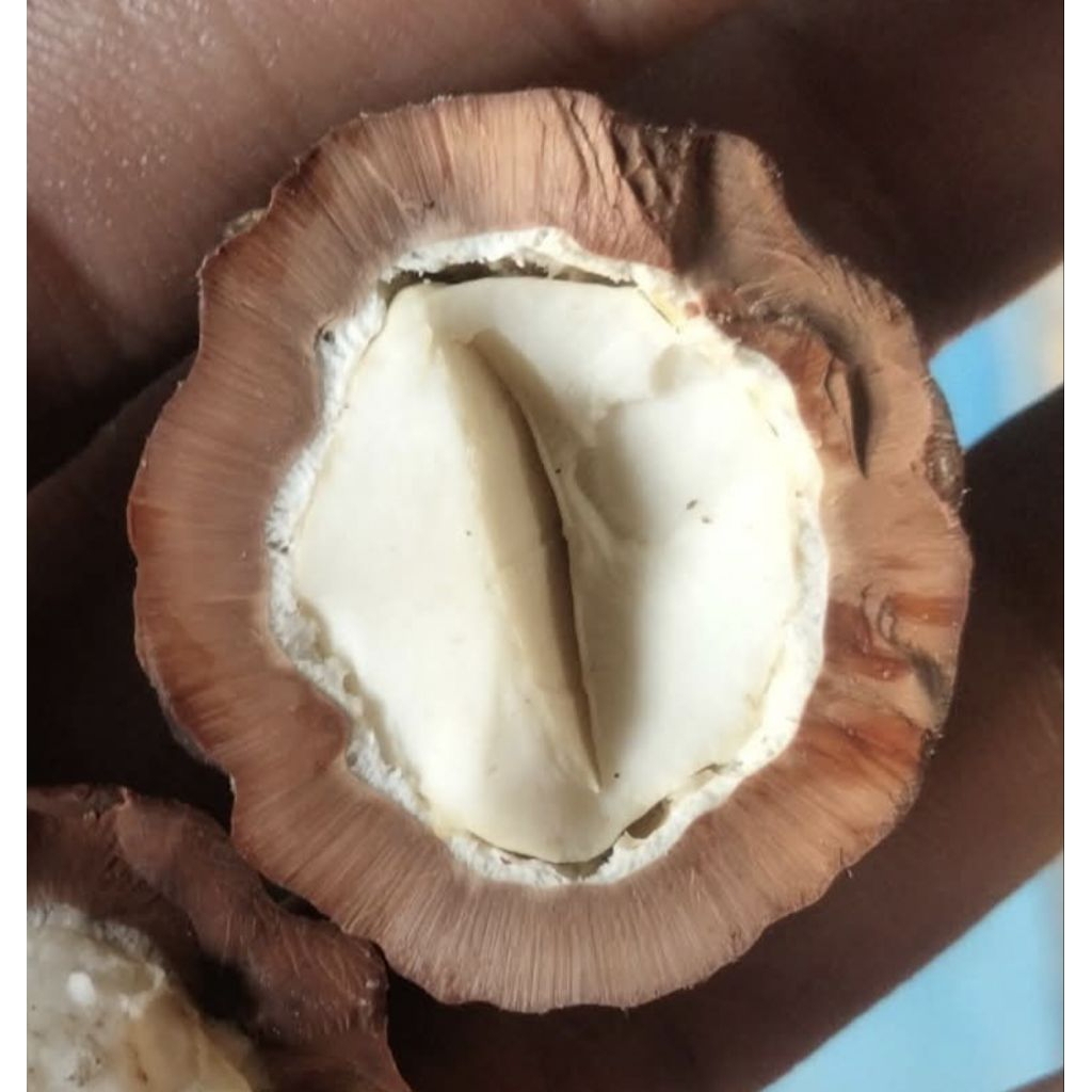 Muncang Adu Jenis Yakob Batok Tebal Beli 3 Bonus 1