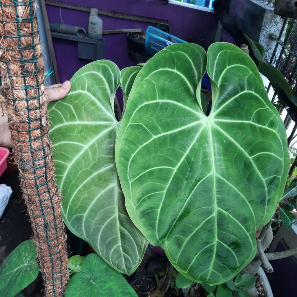 anthurium kuping gajah magnificum verde jumbo