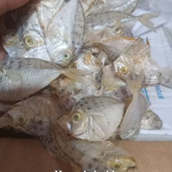 

IKAN ASIN PIRIK/Asin betok kecil