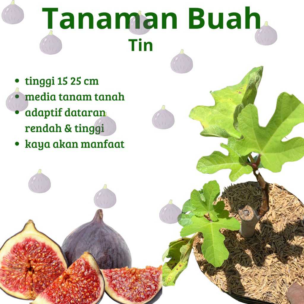 TANAMAN BUAH | buah tin / ara