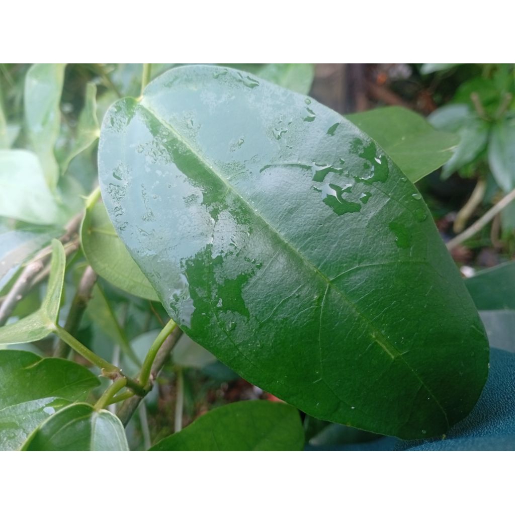 

Daun Cincau Perdu Segar untuk Es Cincau