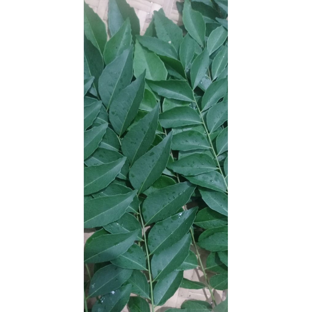 

Daun Kari / Salam Koja Segar