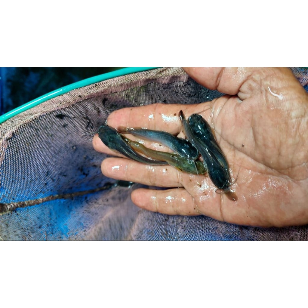 Bibit Ikan Lele Sangkuriang