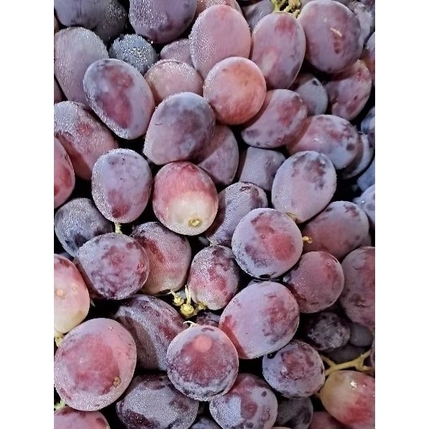 

Anggur Merah 500 gram